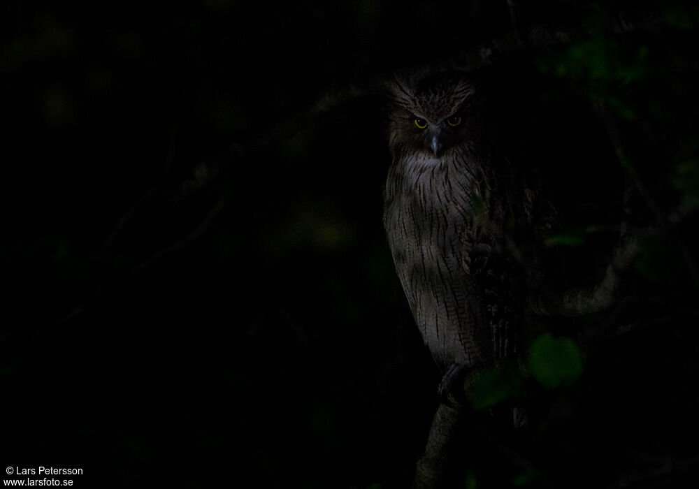 Blakiston's Fish Owl