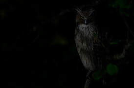 Blakiston's Fish Owl