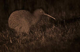 Southern Brown Kiwi