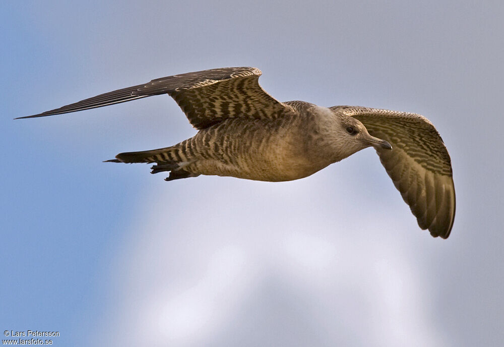 Long-tailed Jaeger