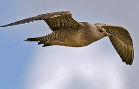 Long-tailed Jaeger