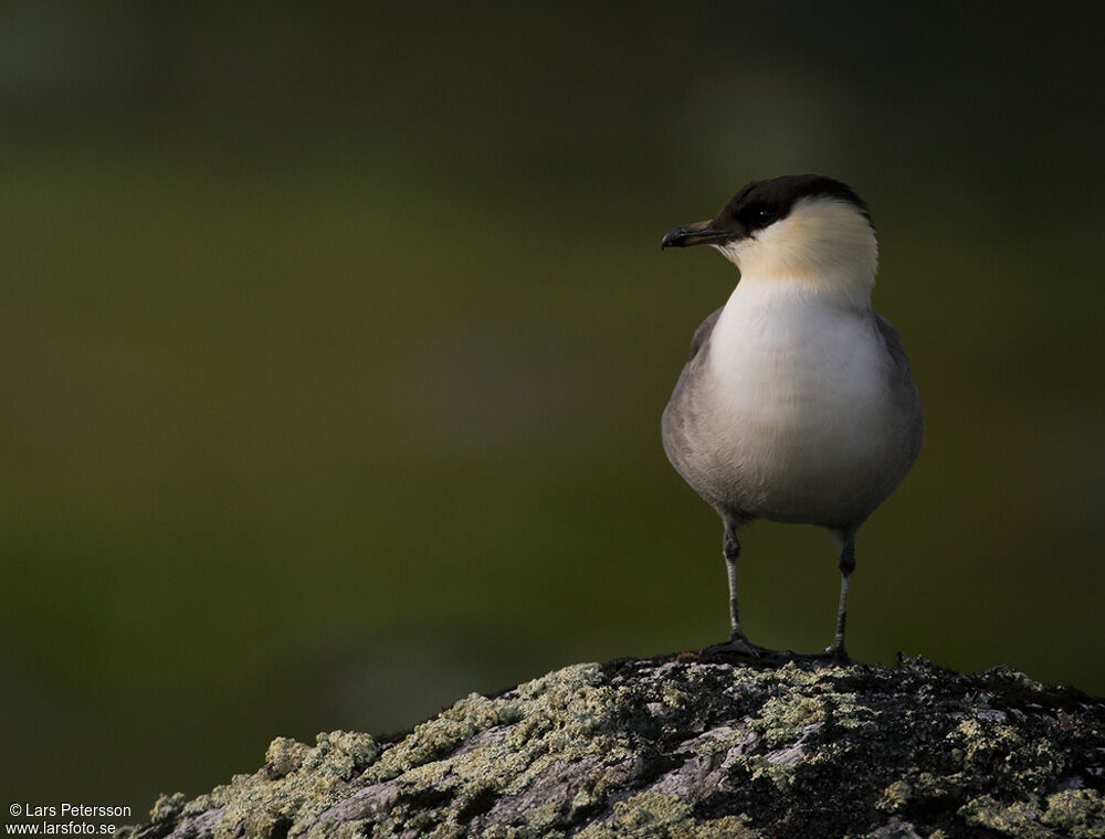 Long-tailed Jaeger