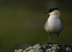 Long-tailed Jaeger