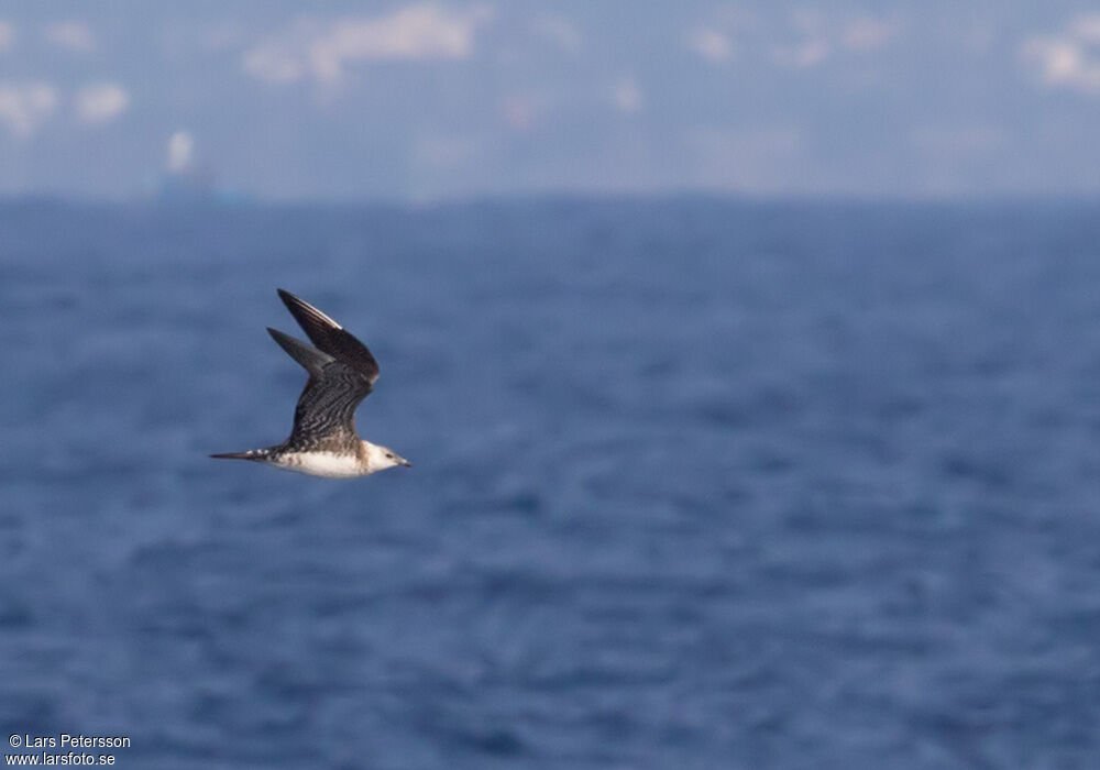 Long-tailed Jaeger