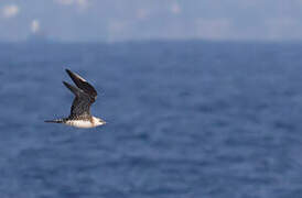 Long-tailed Jaeger