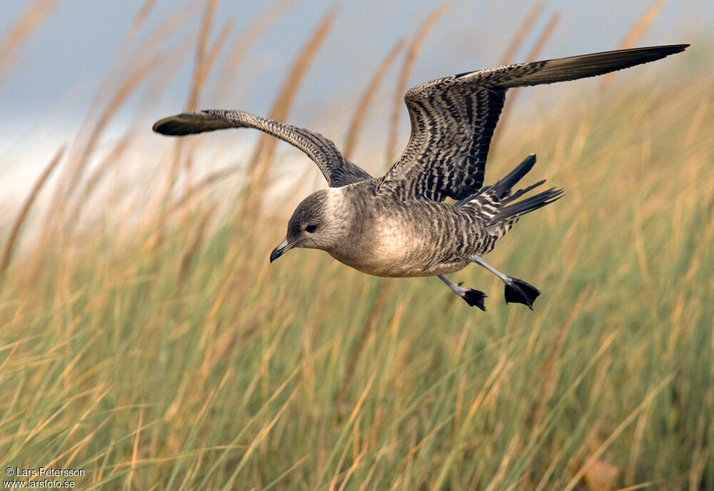 Long-tailed Jaeger