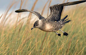 Long-tailed Jaeger