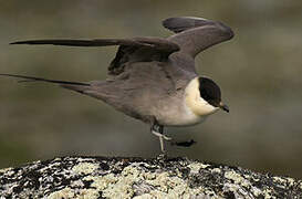 Long-tailed Jaeger