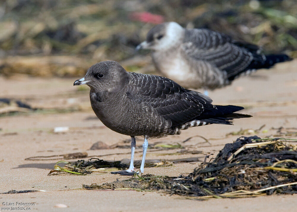 Long-tailed Jaeger