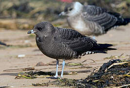 Long-tailed Jaeger