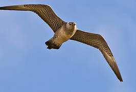 Long-tailed Jaeger