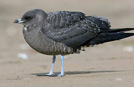 Long-tailed Jaeger