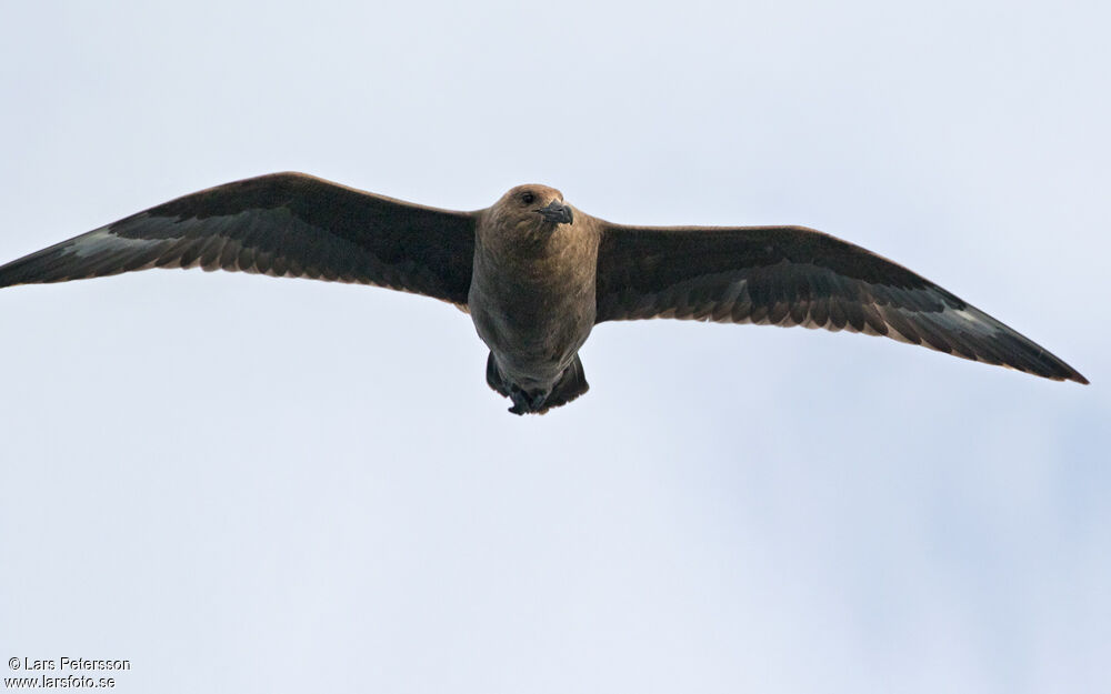 Brown Skua