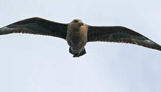 Brown Skua