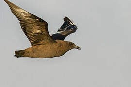 Brown Skua