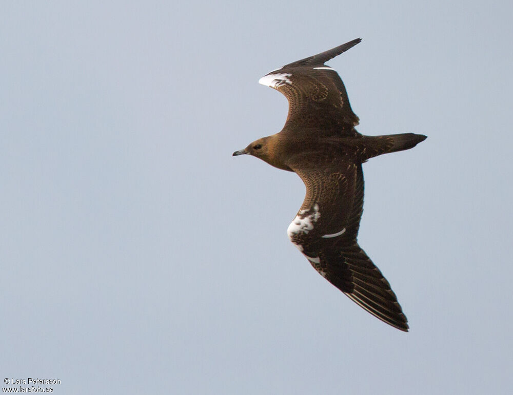 Parasitic Jaeger