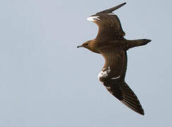 Parasitic Jaeger