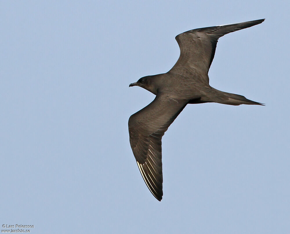 Parasitic Jaeger