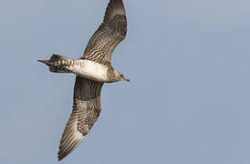 Parasitic Jaeger