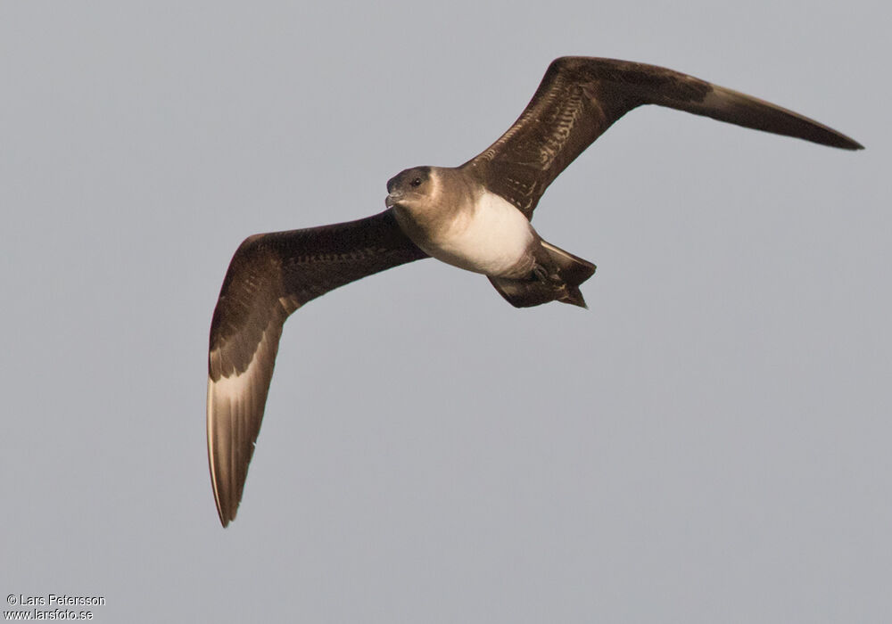 Parasitic Jaeger