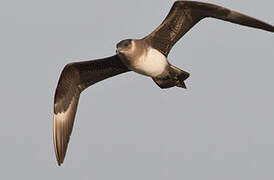 Parasitic Jaeger