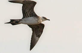 Parasitic Jaeger