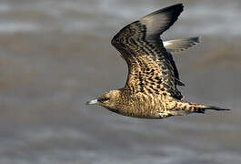 Parasitic Jaeger