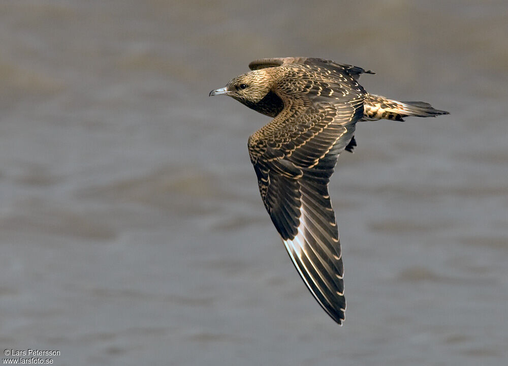 Parasitic Jaeger