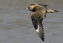 Parasitic Jaeger