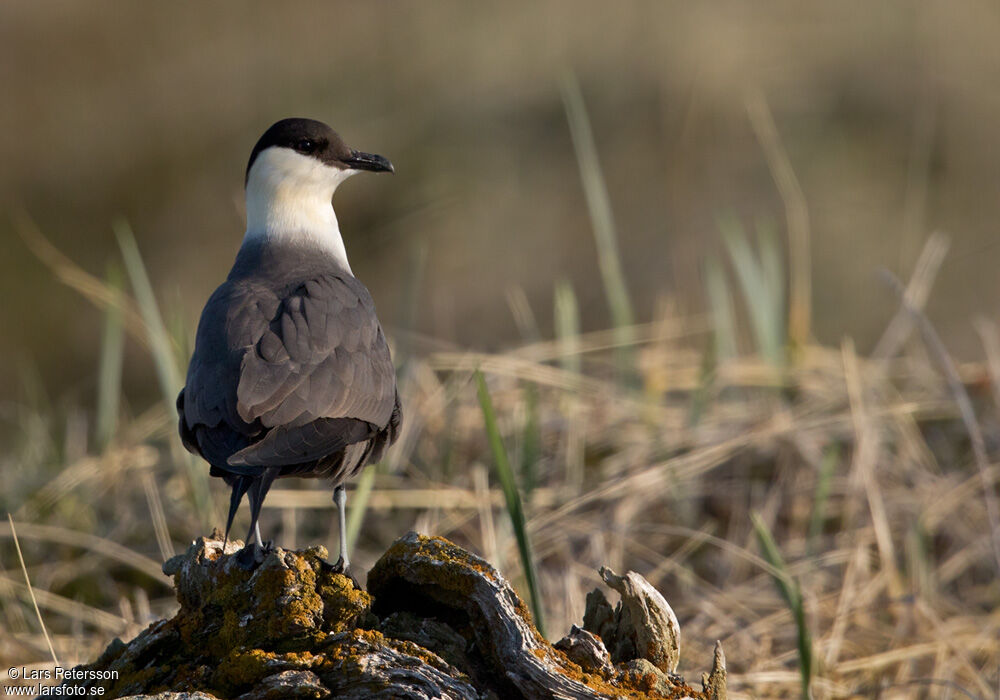 Parasitic Jaeger