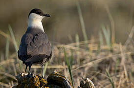 Parasitic Jaeger