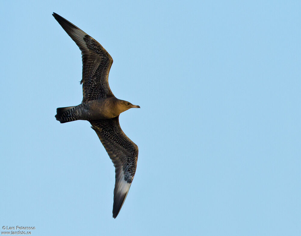 Pomarine Jaeger