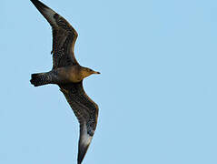 Pomarine Jaeger