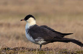 Pomarine Jaeger