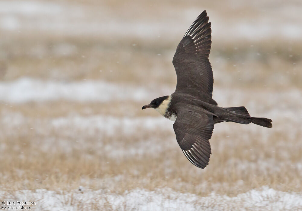 Pomarine Jaeger