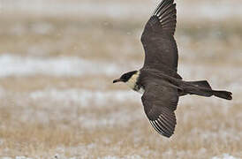 Pomarine Jaeger