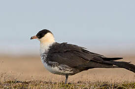 Pomarine Jaeger