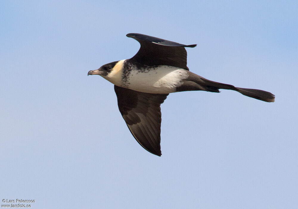 Pomarine Jaeger