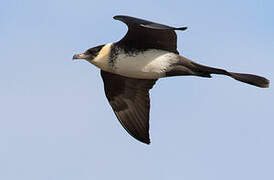 Pomarine Jaeger