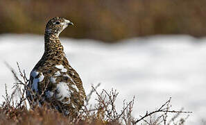 Rock Ptarmigan