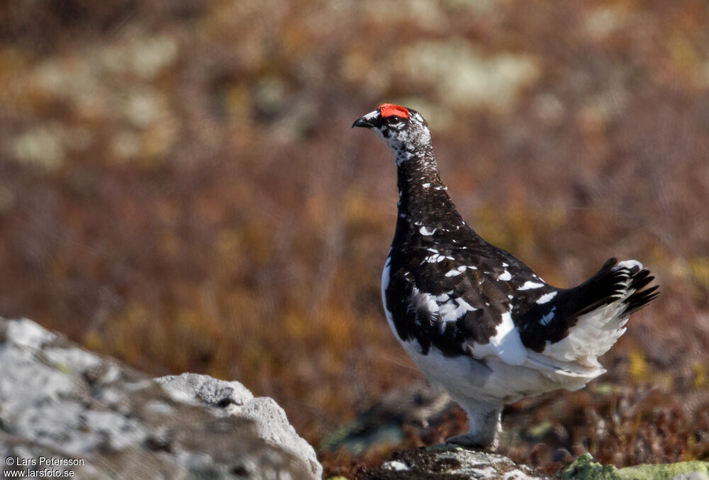 Lagopède alpin