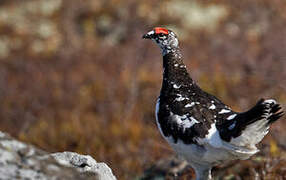 Rock Ptarmigan