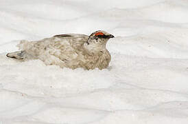 Rock Ptarmigan