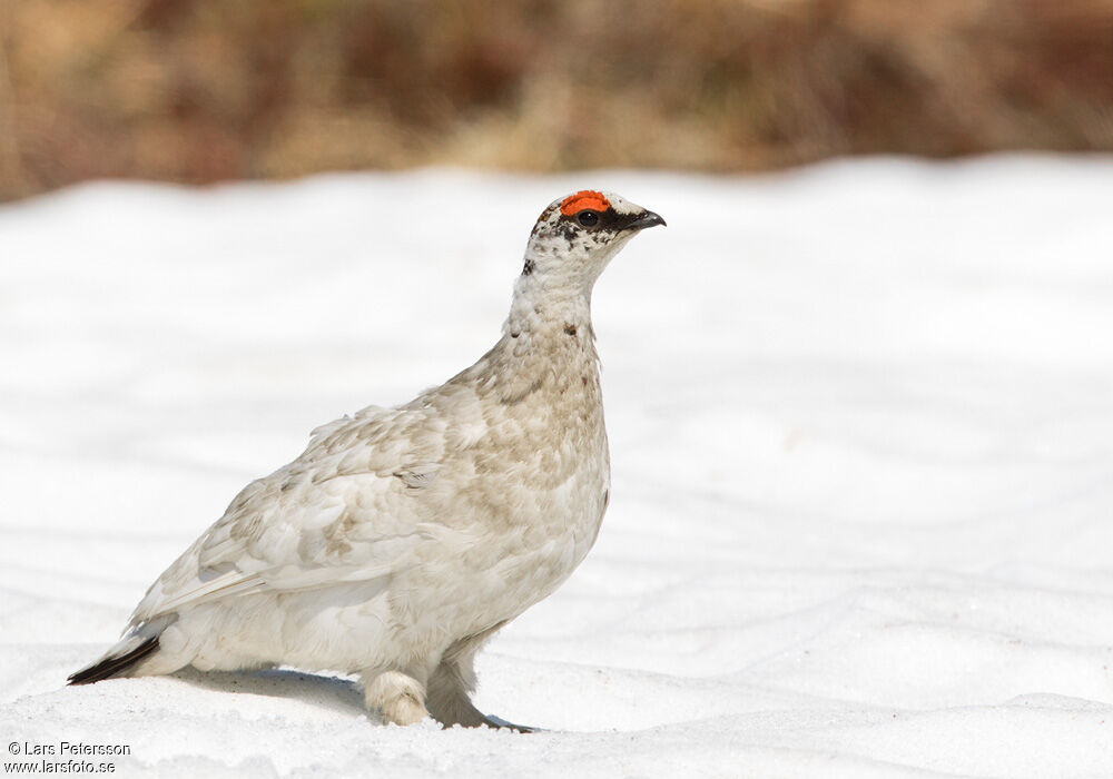 Rock Ptarmigan