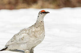 Rock Ptarmigan