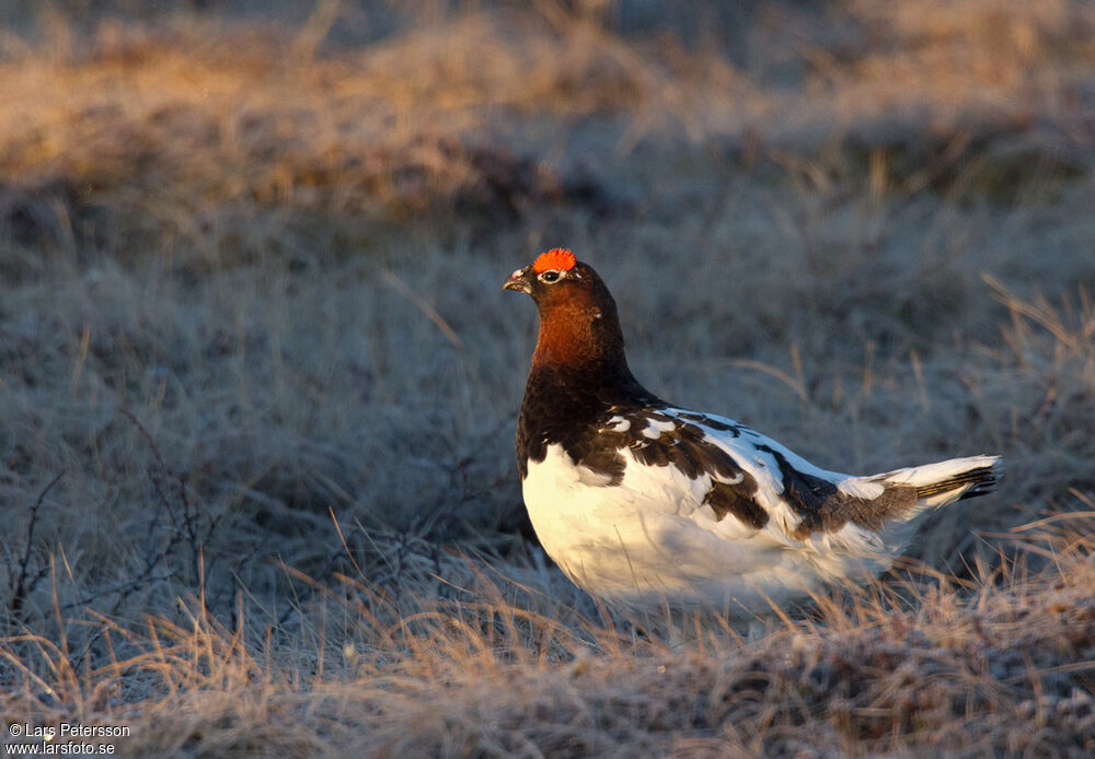 Willow Ptarmigan