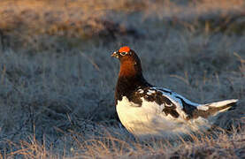 Willow Ptarmigan