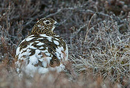 Willow Ptarmigan