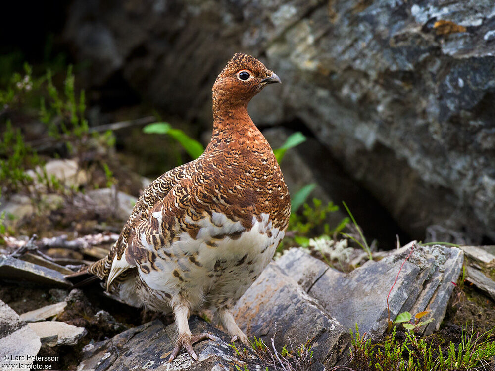 Willow Ptarmigan