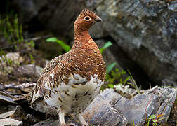 Willow Ptarmigan